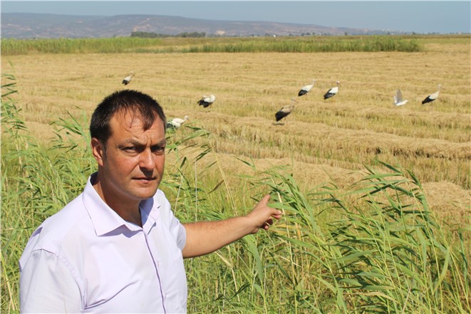 Ahmet Çörtük