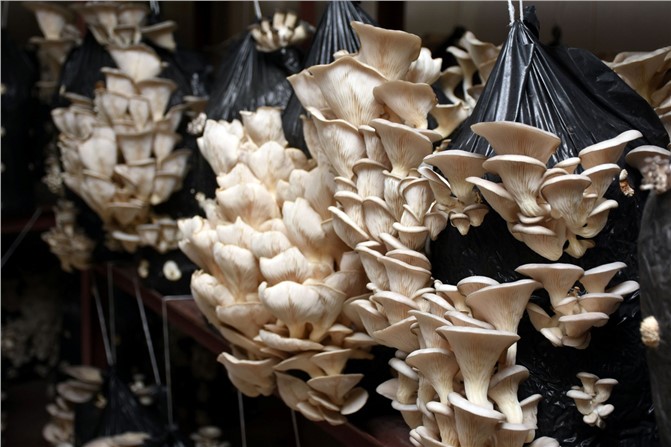 Tarsus'ta İstiridye Mantarı Yetiştiriciliği Kursunda İlk Hasat Alındı