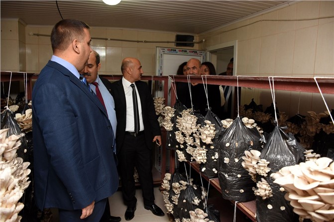 Tarsus'ta İstiridye Mantarı Yetiştiriciliği Kursunda İlk Hasat Alındı