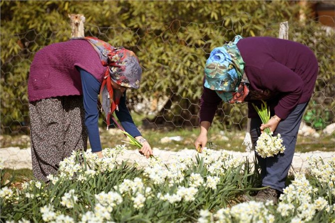 Büyükşehirle Hasatlar Bereket Kokuyor